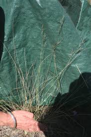 Image result for Aristida stipoides