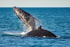 Broome Whale Watching: Humpback Migration Cruise
