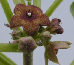 Image result for Cibirhiza