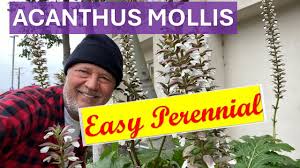 Image result for Acanthus polystachyus