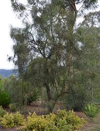 Maybe you would like to learn more about one of these? Ufei Selectree A Tree Selection Guide