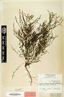 Image result for Phyllanthus pentandrus