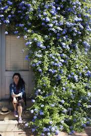 Plumbago auriculata, the cape leadwort, blue plumbago or cape plumbago, is a species of flowering plant in the family plumbaginaceae, native to south africa. Plumbago Auriculata Cape Leadwort Native South Africa And Me Plants Garden Vines Mediterranean Garden
