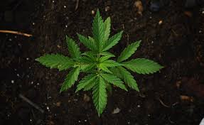 Below we presented the list of top five cannabis stocks to buy now. Tanzania Legislator Wants Government To Legalise Use Of Marijuana Allafrica Com