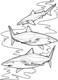 Three Tiger Sharks Coloring Page Free Printable Coloring Pages Shark Coloring Pages Coloring Pages Coloring Pages To Print
