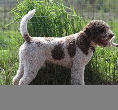 Search by desired gender, age, and more at puppyspot.com. Premium Lagotto Puppies Planned 2018 19
