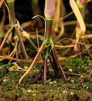 Image result for Rottboellia