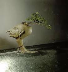 Bonsai Asam Jawa Medium Perkebunan Di Carousell