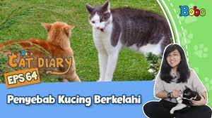 Kucing yang berkelahi dalam mimpimu adalah pertanda buruk. Kucing Lucu Kenapa Kucing Sering Berkelahi Bobo Cat Diary Eps 64 Youtube