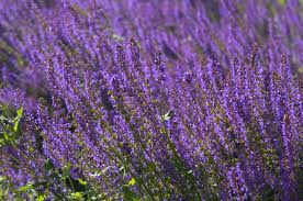 Image result for Salvia