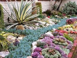 Image Result For South African Succulent Gardens Drought Tolerant Garden Succulents Succulent Garden Design