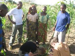 Image result for Solanum cyaneopurpureum