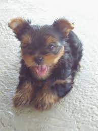 Try the craigslist app » android ios cl bowling green bowling green bloomington, in chattanooga cincinnati clarksville, tn cookeville dayton eastern ky evansville gadsden huntsville indianapolis jackson, tn knoxville lexington louisville mattoon muncie nashville northwest ga owensboro richmond, in southeast mo southern il terre haute the. Yorkie Puppies For Sale Kentucky Yorkie Puppies For Sale Facebook