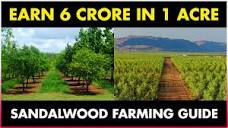 SANDALWOOD FARMING / SANDALWOOD CULTIVATION - YouTube