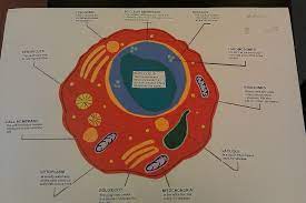 Animal Cell Cells Project Science Cells Eukaryotic Cell