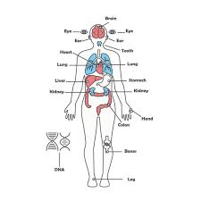 This article looks at female body parts and their functions, and it provides an interactive diagram. Male Human Anatomy Body Internal Organs Vector Diagram Stock Images Page Everypixel