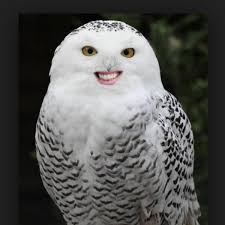 Animals Human Teeth En Twitter Haha He Looks So Proud Of Himself Http T Co R8twkk23xr Twitter