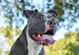Blue Nose Pitbull Pictures Characteristics Price Health