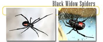 Moreover, black widow spiders have 8 legs. Black Widow Spiders Info And Games
