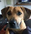 Best Dog Breeds: The Top 20 List - ListsForAll