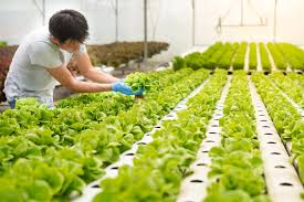 Hydroponics for Beginners: Grow Fresh Food Anytime
