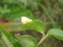 Image result for Commelina africana