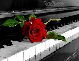 Rose On Piano Beautiful Roses Beautiful Flowers Love Flowers