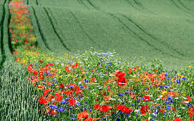 We did not find results for: Flower Strips Reduce Pests