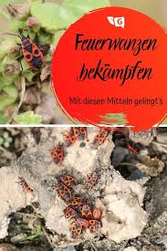 Feuerwanzen Bekampfen Mittel Zum Loswerden Der Wanzen Gartendialog De Feuerwanze Wanze Insekten