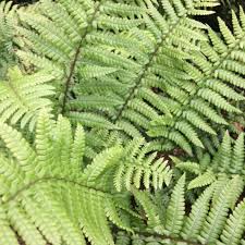 Image result for Dryopteris antarctica