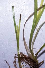 Image result for Zosteraceae