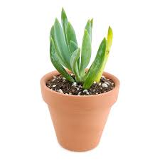 Image result for tbn:HNtrRnQBmFuaxM::www.bluechopsticks.com/img_large/800CC_0805S1015.jpg