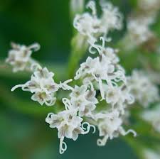 Image result for Mikaniopsis