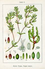 Image result for Najadaceae