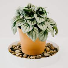 Plastic Bottom Watering Trays Plant Goals Watering Plant Care
