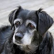 Drop a parent animal in the right place in order to make all the children go home! Getting A Dog In Denmark Ian Somerhalder Foundation