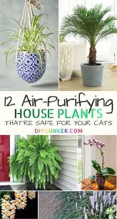 Thinking about adding a small indoor plant into your home? 12 Common Houseplants Safe For Cats That Filter Your Air Air Cleaning Plants Common House Plants Hanging Plants Indoor