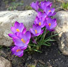 Questa catena di fiori presente con i suoi negozi in tutta italia ovviamente non poteva elenco di tutti i nomi di fiori e piante.generatore di parole gratuito per il gioco nomi cose città animali. I Piu Bei Fiori Di Primavera Fiori In Giardino I Fiori Piu Belli Di Primavera