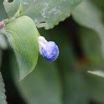 Image result for Commelina nigritana