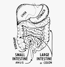 Intestines Intestine Drawing Hd Png Download Transparent Png Image Pngitem The small intestine also is known as small bowel, which is around 20 feet long while large intestine which is also called colon, is only 1.5 m long in size. intestines intestine drawing hd png