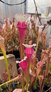 Image result for Nesaea heptamera