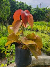 Image result for Acalypha
