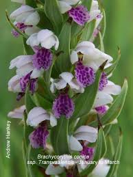 Image result for Brachycorythis pleistophylla