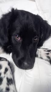 Image result for stabyhoun