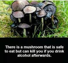 Wtf Fact About Mushrooms Fun Facts Weird Facts Wtf Fun Facts
