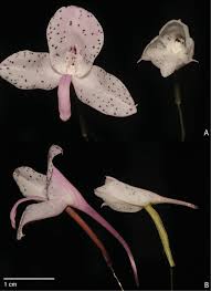 Image result for Disa saxicola