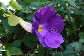 Vine with purple flowers 5 petals. The Bush Clock Vine Is Blooming The Flowers Are Deep Purple Petals Flowers 5 Petals Stock Photo Picture And Royalty Free Image Image 31583352