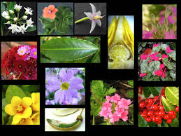 Image result for Primulaceae