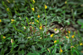 Image result for Zornia milneana