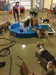 Daycare Attendant Rose Playing Around With Our Group C Dogs During Pool Day Dogs Pool Days Animals